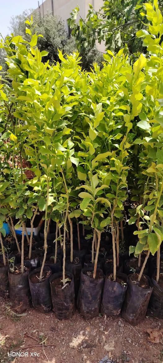 Mexican Lime Sapling (Ever-bearing) – 1.5m Height — Jordan