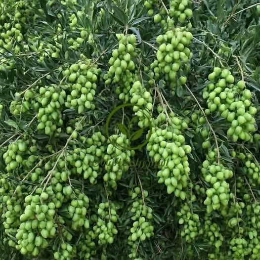 شتلة زيتون كورنيكي يوناني مقزم