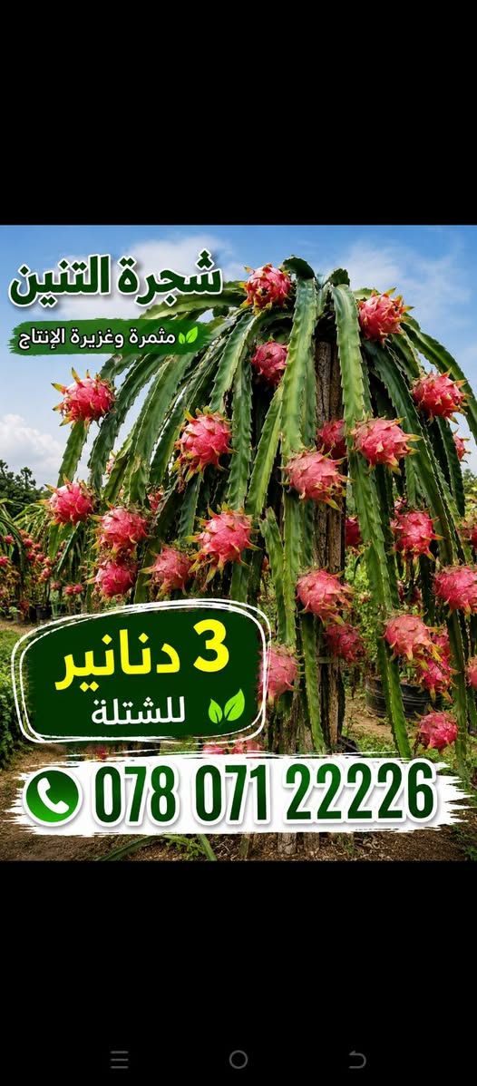 شتلة شجرة التنين