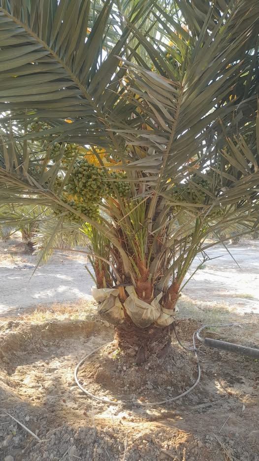 40-Dunam Palm Farm – Karama, Jordan Valley — Karama, Jordan