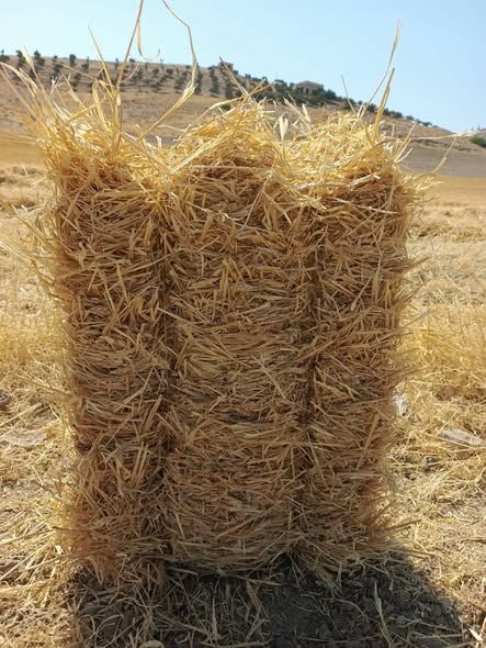 Wheat & Barley Straw Bales — Irbid, Jordan
