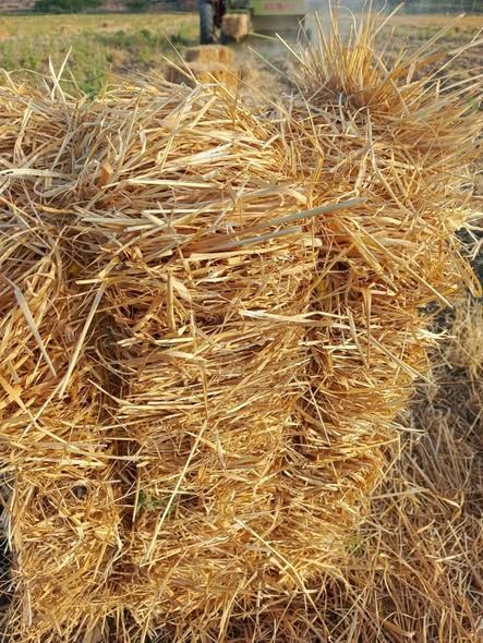 Wheat & Barley Straw Bales — Irbid, Jordan (2)