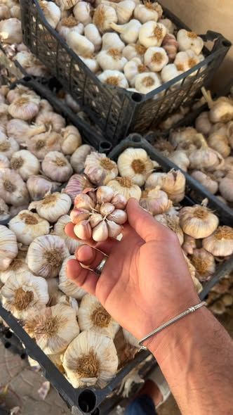 Local Baladi Garlic – For Seed & Farming