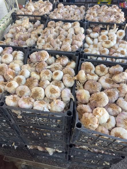 Local Baladi Garlic – For Seed & Farming — Irbid, Jordan (2)