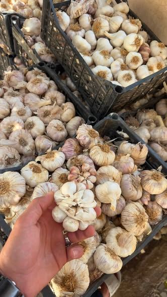 Local Baladi Garlic – For Seed & Farming — Irbid, Jordan (3)