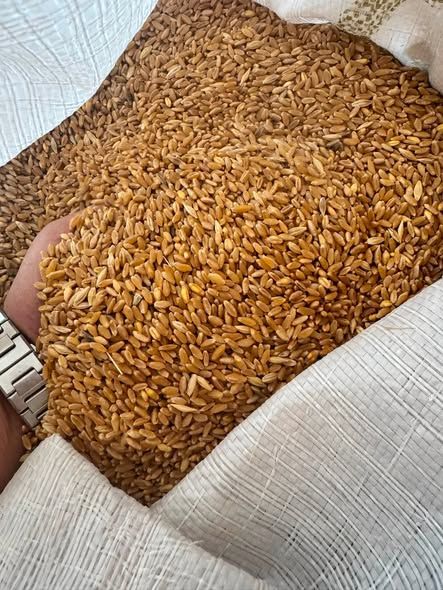 Rawabi Farah Original Wheat Seed