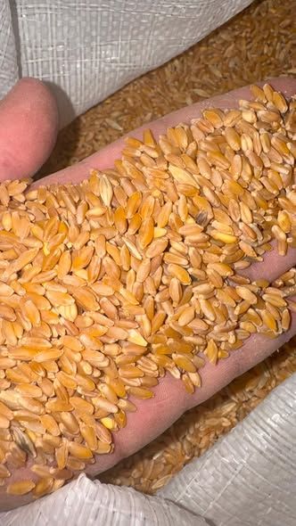 Rawabi Farah Original Wheat Seed — Mafraq, Jordan (2)