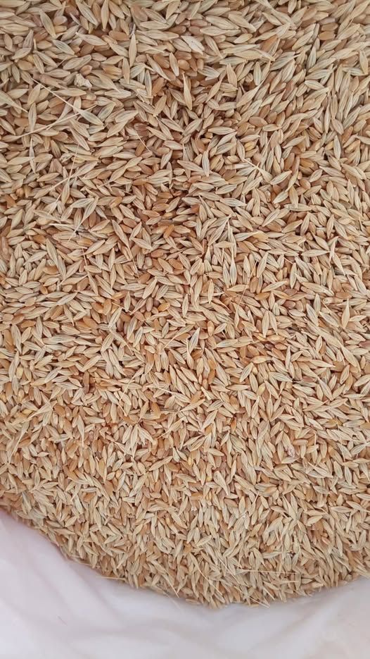 Wheat & Barley Grain Mix — Salt, Jordan
