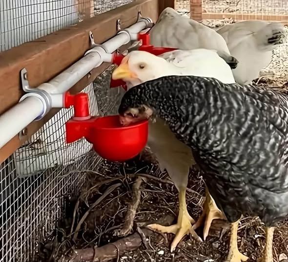 Automatic Poultry Drinkers & Feeders — Jordan (2)