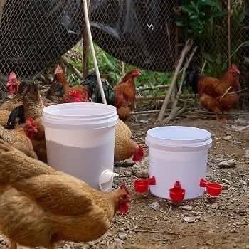 Automatic Poultry Drinkers & Feeders — Jordan (3)