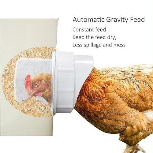 Automatic Poultry Drinkers & Feeders — Jordan (4)