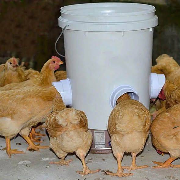 Automatic Poultry Drinkers & Feeders — Jordan (5)