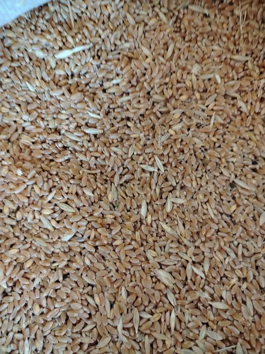 Local Wheat – Clean Grain — Jordan