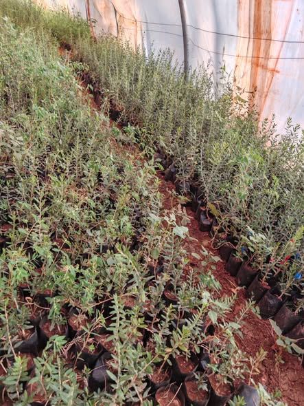 Wild Olive Seedlings Ready for Grafting — Jordan