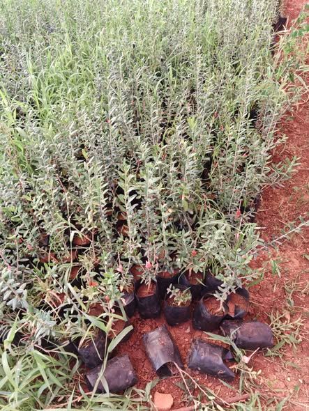 Wild Olive Seedlings Ready for Grafting — Jordan (2)