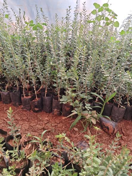 Wild Olive Seedlings Ready for Grafting — Jordan (3)
