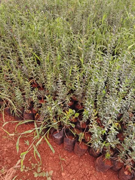 Wild Olive Seedlings Ready for Grafting — Jordan (4)