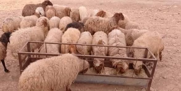 Local Halal Sheep for Aqeeqah, Fidya & Sacrifice — Hashimiyeh, Jordan