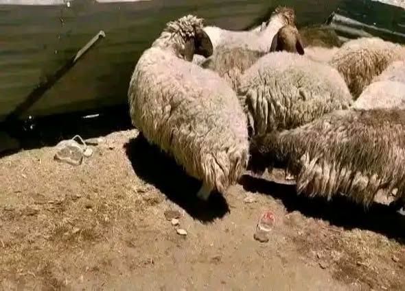 Local Halal Sheep for Aqeeqah, Fidya & Sacrifice — Hashimiyeh, Jordan (2)