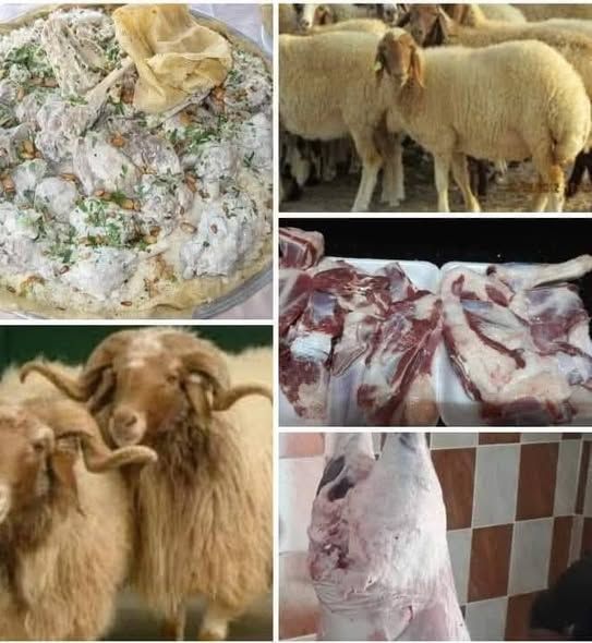 Local Halal Sheep for Aqeeqah, Fidya & Sacrifice — Hashimiyeh, Jordan (3)