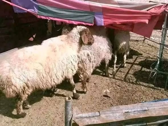 Local Halal Sheep for Aqeeqah, Fidya & Sacrifice — Hashimiyeh, Jordan (4)