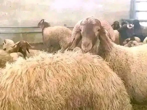 Local Halal Sheep for Aqeeqah, Fidya & Sacrifice — Hashimiyeh, Jordan (5)