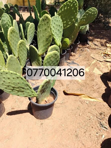 Hybrid Prickly Pear (Cactus) Seedlings — Jordan