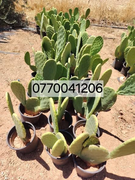 Hybrid Prickly Pear (Cactus) Seedlings — Jordan (2)