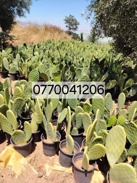 Hybrid Prickly Pear (Cactus) Seedlings — Jordan (3)