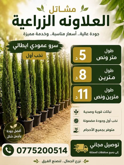 Italian Totem Cypress Trees – Premium Grade — Jordan