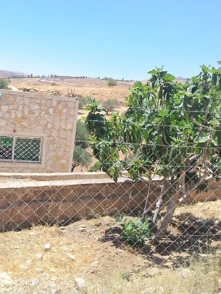 3.5-Dunum Farm East of Jerash with Olive & Fig Trees — Jerash, Jordan