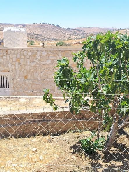 3.5-Dunum Farm East of Jerash with Olive & Fig Trees — Jerash, Jordan (5)