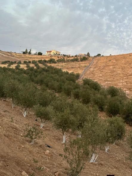 Olive Farm - 3.8 Dunums, Bal'ama — Bal'ama, Jordan (2)