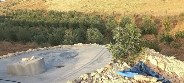 Olive Farm - 3.8 Dunums, Bal'ama — Bal'ama, Jordan (3)