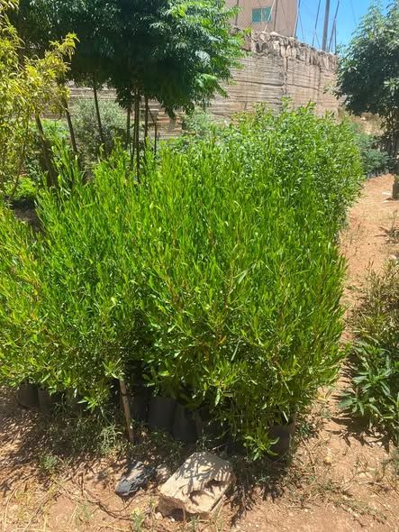Dodonia and Bazrumia Plant Seedlings