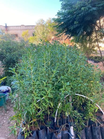 Dodonia and Bazrumia Plant Seedlings — Irbid, Jordan (2)
