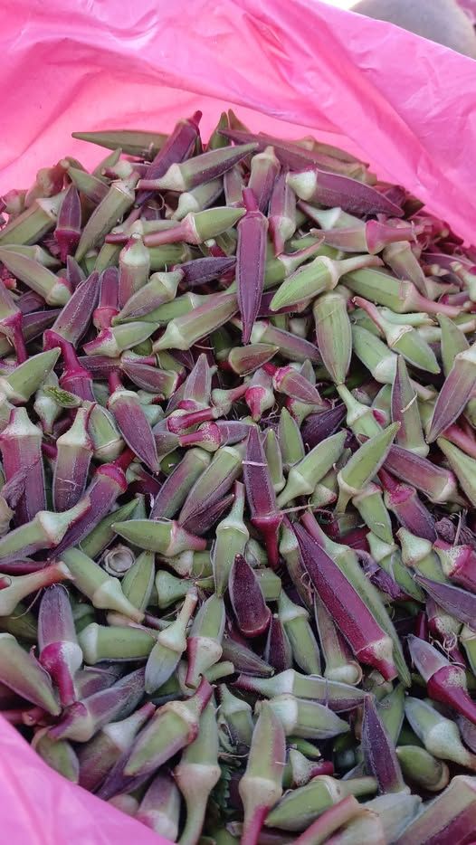 Premium Grade Moshaha Okra