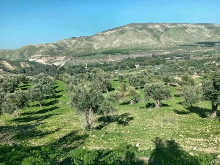 2-Dunum Olive Grove Land – Al-Himma, Jordan — Al-Himma, Jordan