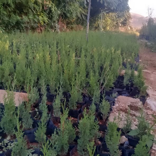 Italian Totem Cypress Seedling — Na'ur, Jordan