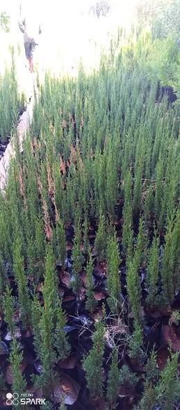Italian Totem Cypress Seedling — Na'ur, Jordan (3)