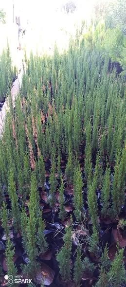 Italian Totem Cypress Seedling — Na'ur, Jordan (4)