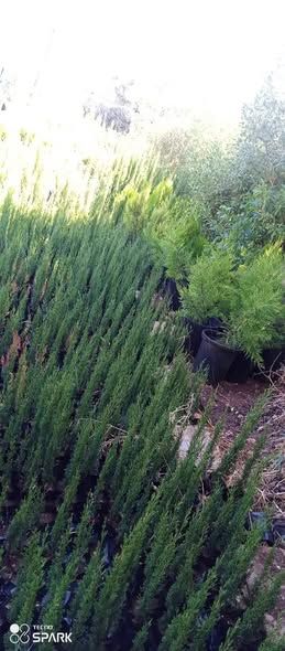Italian Totem Cypress Seedling — Na'ur, Jordan (5)