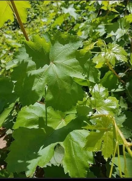 Premium Fresh Local Grape (Vine) Leaves — Jordan