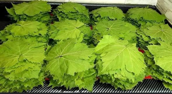 Premium Fresh Local Grape (Vine) Leaves — Jordan (2)