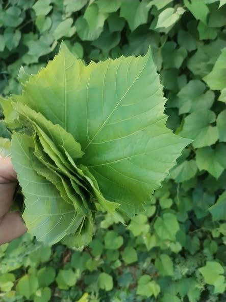 Premium Fresh Local Grape (Vine) Leaves — Jordan (3)