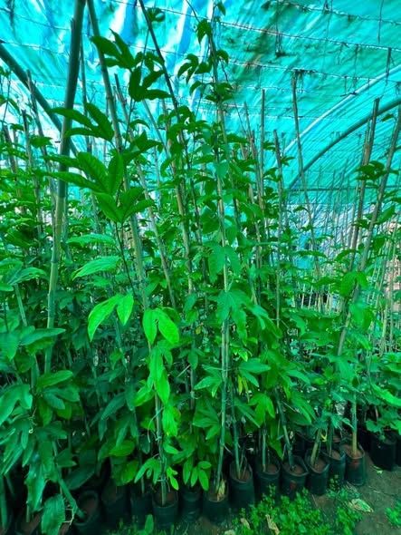 Jumbo Red Passion Fruit Seedling