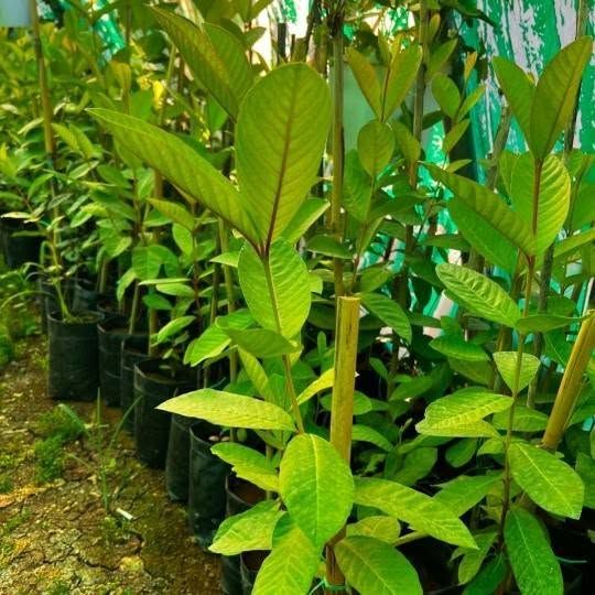 Jumbo Red Passion Fruit Seedling — Irbid, Jordan (2)