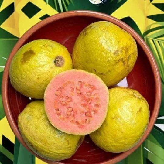 Jumbo Red Passion Fruit Seedling — Irbid, Jordan (3)