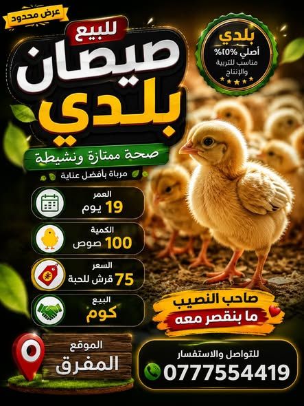 Baladi Chicks, 19 Days Old