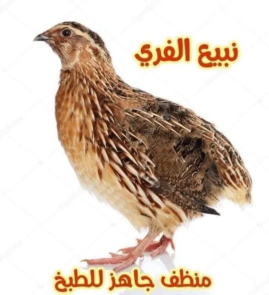 دواجن بلدي وأرانب وبيض طازج